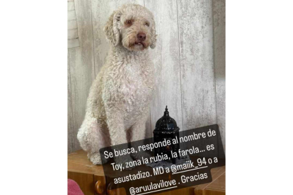 Toy, perro desaparecido tras la explosión de la calle Goya.- TWITTER KARCHAN