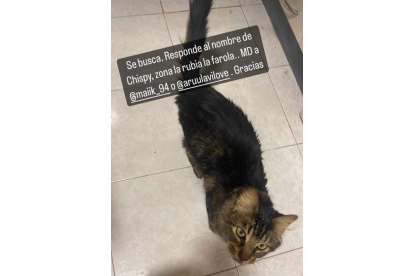 Chispy, gato desaparecido tras la explosión de la calle Goya.- TWITTER KARCHAN
