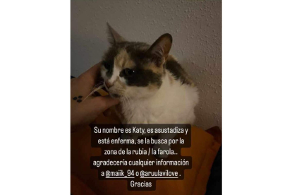 Katy, gato desaparecido tras la explosión de la calle Goya.- TWITTER KARCHAN