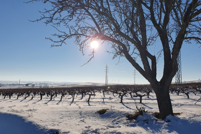 Imagen de viñedos nevados en la comarca de la Ribera, en Burgos. /  ECB