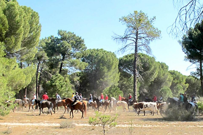 Trashumancia ilegal en la Cañada Real Burgalesa, el pasado sábado. Todo un encierro con 50 caballistas.-GUARDIA CIVIL