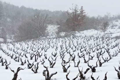 Viñas cubiertas de nieve este mes en la localidad burgalesa de Sotillo de la Ribera. / ECB