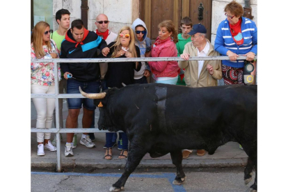 Quinto y último encierro de las fiestas de Cuéllar con toros de la ganadería Guadajira, de Badajoz-Ical