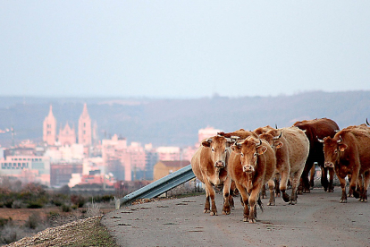 Un rebaño de vacas regresa a su establo al ocaso, cuando la luz empieza a perder intensidad, en las afueras de la ciudad de León. Peio García / ICAL