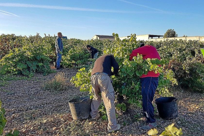 Operarios recogen uva en viñedos situados en la DO Cigales.-EL MUNDO