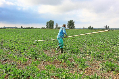 Un agricultor prepara los tubos para dejar a punto el riego de su campo de remolacha en la localidad palentina de Villoldo.-BRÁGIMO