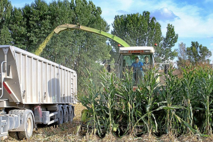 Dos operarios cosechan maíz en un cultivo de la localidad palentina de Monzón de Campos.-Brágimo