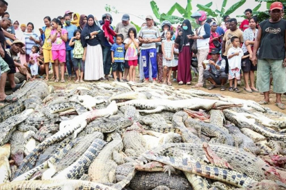 Residentes locales observan una montaña de cadáveres de cocodrilos en una granja de cria en Sorong, Indonesia.  /-STR