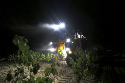 Arranque de la vendimia anoche, en los viñedos de la bodega Javier Sanz del término municipal de Matapozuelos.-MIGUEL ÁNGEL SANTOS