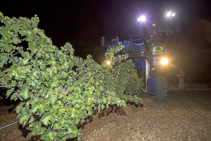 Recogida nocturna de la uva, en el término municipal de La Seca, de una de las bodegas acogidas a la DO Rueda durante la pasada vendimia.-PABLO REQUEJO