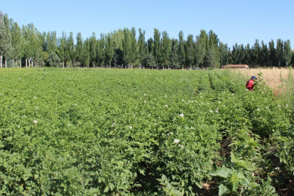 Campo de patata en la provincia de Valladolid.-M. C.