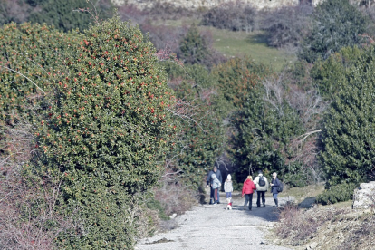 Un grupo de visitantes transita por uno de los caminos del Acebal de Garagüeta entre ejemplares de gran porte de este preciado  arbusto.  / LUIS ÁNGEL TEJEDOR.