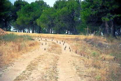 Coto de caza en la zona de Montes Torozos, a la que pertenece Vilalba de los Alcores.  E. M.
