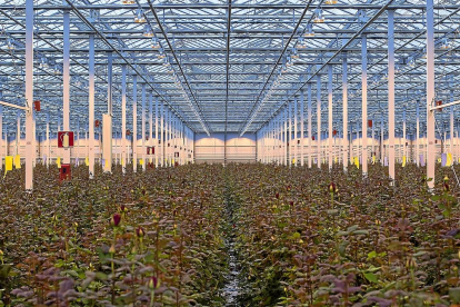 Vista general de las instalaciones de Aleia Roses, invernadero de cerca de 14 hectáreas ubicado en el municipio soriano de Garray.-REPORTAJE GRÁFICO: ALEIA ROSES