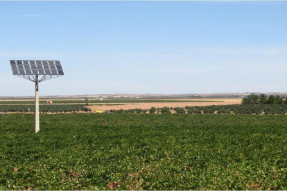 Un panel solar en una zona de viñedos ubicada en la provincia de Burgos.