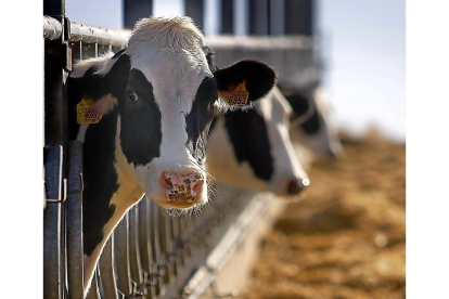 Dos reses acuden a su pesebre en una explotación de vacas lecheras en la provincia de Salamanca.-ENRIQUE CARRASCAL