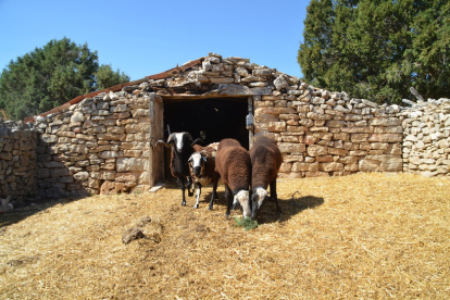 Un grupo de ovejas en una majada de Soria. HDS