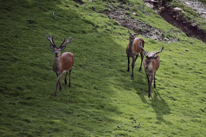 Dos ciervos de la reserva en el Museo de la Fauna Salvaje de Boñar.