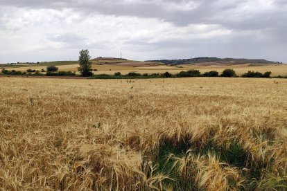 La prevision inicial es iniciar la cosecha en la provincia con el mes de julio. / ECB