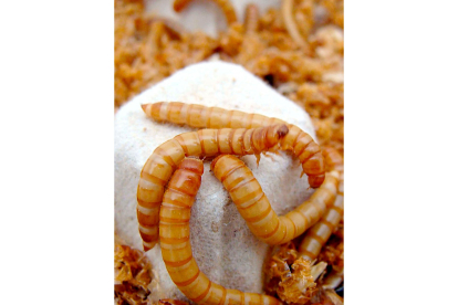 Larvas de ‘Tenebrio molitor’. A la izquierda, en su fase adulta. / TEBRIO
