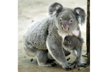Un koala de 7 años de edad sujetando a su bebé de 8 meses en el Zoo Tapei, Australia.-Foto: SIMON KWONG / REUTERS