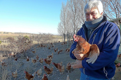 Guillermo Aragoneses muestra una de las gallinas de la raza isa brown que cría en ecológico.-T.S.T.