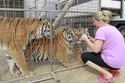 Una trabajadora del circo alimenta a los tigres en las instalacionse del Gran Circo Holiday que inicia hoy sus funciones junto al Real de la Feria.-J. M. Lostau