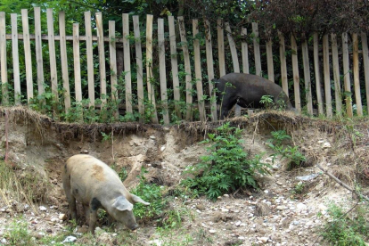 Un cerdo busca alimento en una explotación al aire libre. A su lado, un jabalí hace exactamente lo mismo.-ECB