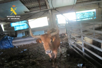 Denuncian en La Demanda (Burgos) a un ganadero por abandono y maltrato animal-Ical