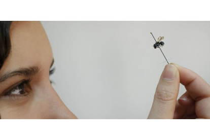 Natalia Rosas observa una abeja en las instalaciones de la Universidad de Salamanca.-ENRIQUE CARRASCAL