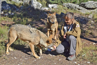 La veterinaria Silvia Martín Ferrero, con algunos ejemplares del Centro del Lobo Ibérico de Castilla y León, en Robledo, que está muy cerca de la localidad zamorana de Puebla de Sanabria.-ARGICOMUNICACIÓN