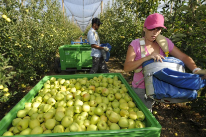 Finca de manzanas en La Rasa de la empresa leridana Nufri.-VALENTÍN GUISANDE