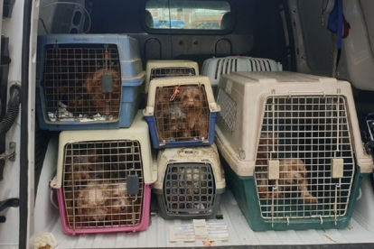 Perros rescatados por la Policía Municipal. E.M.