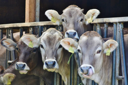 Vacas en una explotación de vacuno lácteo a punto de ser ordeñadas.-RITA E.