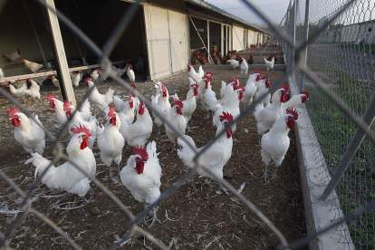En 2018, el total de granjas avícolas afectadas por la gripe aviar ascendió a 93 en toda la isla.-