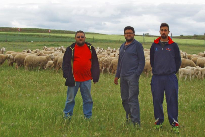 Ángel y Fernando Pastor, con su sobrino Miguel Mayo y sus ovejas en su explotación ecológica de Armuña, en Segovia.-A.P.
