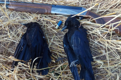 Una pareja de cornejas abatidas durante la última temporada de caza en Castilla y León. LEONARDO DE LA FUENTE