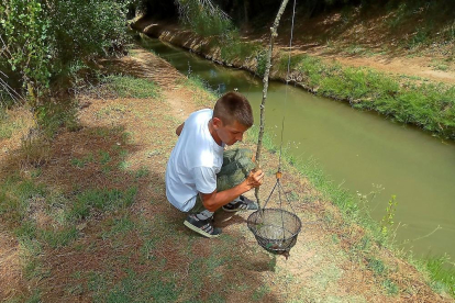 Un joven aficionado a la pesca del cangrejo tras levantar su retel en una acequia regional.-LEONARDO DE LA FUENTE