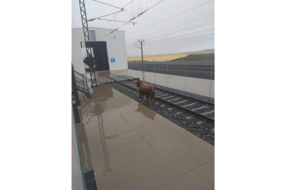 El toro que se escapó del encierro de Medina del Campo sobre las vías del tren