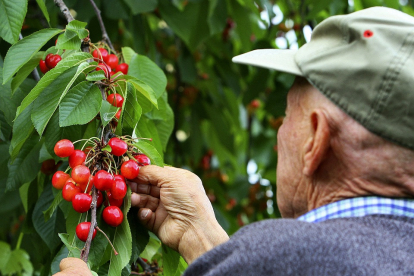 Un agricultor recolecta frutos en una de las explotaciones de la Marca de Garantía Cereza del Bierzo. / ICAL