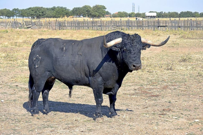 'Pelado', primer Toro de la Peña.-EL MUNDO