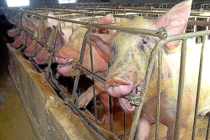 Imagen de archivo de unos cerdos en una explotación de la Comunidad.-ICAL