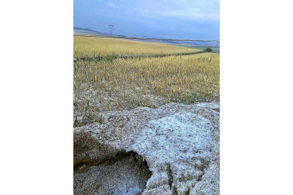 Parcelas dañadas en la provincia de Palencia por los efectos del granizo.-UPA-COAG