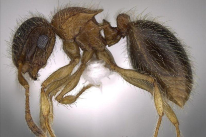 Mo Salah, la hormiga descubierta en la península arábiga.-EFE