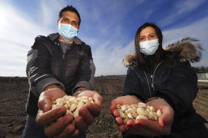 Los investigadores Enrique Barajas Tola y Sara Álvarez Martín muestran pistachos en las instalaciones del ITACyL. MIGUEL ÁNGEL SANTOS / PHOTOGENIC