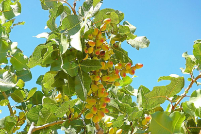 Rama de árbol de pistacho, un cultivo que sigue ganando adeptos en Castilla y León.-E.M.