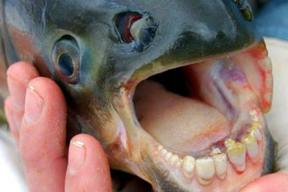 Así es la peligrosa boca del pez 'muerde-testículos'.-Foto:   NISAMANEE / WIKIPEDIA