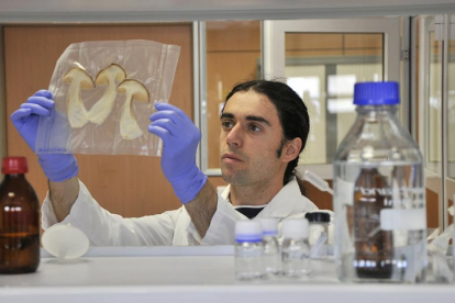 Carlos Moro, con una de las muestras de los hongos en el laboratorio del Centro de los Alimentos.-VALENTÍN GUISANDE