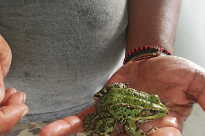 Un hombre muestra una rana.- LEONARDO DE LA FUENTE