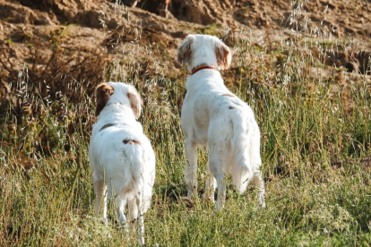 Dos perras de caza mostrando a patrón tres conejos.